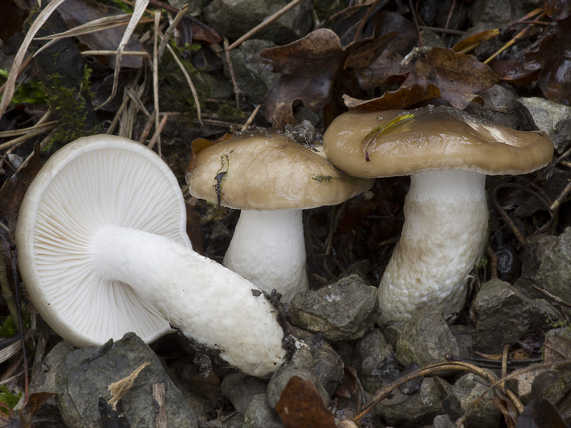 Hygrophorus latitabundus